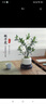 小叶赤楠老桩盆栽盆景迷你植物室内花卉办公室桌面小绿植好养四季 小叶赤楠《不带盆》 实拍图