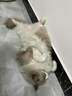 爱立方鸡肉粒补钙猫咪零食猫粮生骨肉宠物鸡胸肉主食冻干猫零食小鱼干 6罐装（每种口味各1罐） 实拍图