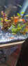云峰海瑞黑壳虾清洁虾观赏虾 鱼缸水族箱水草缸清洁除藻淡水 漂亮五彩虾系列套餐02 实拍图