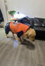 楚克奇（CHUKCHI）大狗衣服冬装加厚棉衣四腿大型犬连帽宠物服装金毛边境德牧萨摩 橙色 32#背70cm胸90-95cm颈54cm 实拍图