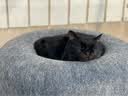 憨憨乐园狗窝冬季猫窝秋冬天可拆洗封闭式法斗保暖房子狗屋泰迪小型犬M 实拍图