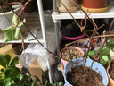 御春阁攀援植物美国五叶地锦苗子 爬山虎大苗 爬藤红叶爬墙虎花卉三叶 五叶爬山虎5年苗（2棵装） 实拍图