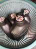 壳牌机油5w-40全合成机油超凡喜力5w-30蓝壳灰壳 灰壳超凡喜力ABB/AVL 5W-30 1L*4 实拍图
