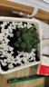 采缇（CAITI）【万人选购】多肉植物带盆 水晶玉露多肉植物幼儿园盆栽 精品玉露+陶瓷盆+营养土 原盆原土 实拍图
