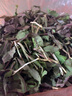 祖母绿（Zumulu）祖母绿顺丰航空野菜苦菜苦麻菜东北野山菜新鲜去跟菜2斤 实拍图