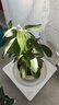 平安树盆栽中大型客厅摆放绿植观叶植物四季常青庭院植物 单株高约40厘米 不含盆 实拍图