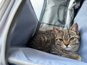 DO DO PET宠物背包猫包外出便携宠物包太空舱猫咪小狗透气双肩包包书包大号 灰色(拓展款-多功能-可变帐篷) 建议12斤内猫咪，8斤内狗狗使用 实拍图