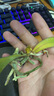欧悟 蝴蝶兰花苗盆栽室内观花植物桌面阳台年宵花卉四季开花绿植花卉 蝶恋蝴蝶兰+透明原盆+原土 实拍图