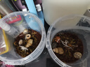 京东物流 食品级手提密封塑料桶包装桶钓鱼桶抓鱼桶水果冰粉桶摆摊桶龙虾打包盒300ml-5L 1L-透明色（2个装）满口容量950ML 实拍图
