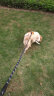 索米拉（Suomila）狗狗胸背带牵引绳套装反光条防爆冲背心式舒适不勒中大型犬M黑 实拍图