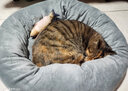 憨憨宠猫窝狗窝四季通用宠物猫狗垫子宠物窝宠物狗狗猫咪用品猫床睡袋 灰色XL号+头枕+小黄鱼 实拍图