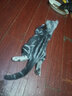 美滋元猫条猫零食 流质猫条湿粮成幼猫全猫咪通用 三文鱼 猫条12g*15支 实拍图