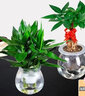 锦枫水培花卉盆栽 办公室水培绿植花卉盆栽玻璃花盆 财源滚滚【2盆】 含盆栽好 实拍图