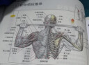 健美肌肉功能图解 实拍图