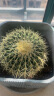 种花迷超大金琥仙人球10-42cm花卉盆栽绿植桌面盆栽阳台多肉规格齐全 直径20厘米 晒单实拍图