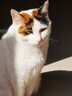 木瑾瑜猫砂除臭20斤装50斤10kg膨润土大颗粒低尘活性炭砂猫沙用品 原味猫砂【实惠】 40斤装【共4包】 实拍图