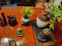 开时果 茉莉花盆栽浓香型 花卉植物桌面绿植好养盆景摆件源头直发包邮 茉莉花+雪梨盆+托盘+木托 实拍图