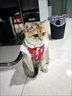 阿莫尔猫咪唐装狗狗衣服东北大花棉袄泰迪比熊博美柯基小狗新年喜庆服装 东北大花（红色） XS-具体参考背长和胸围 实拍图