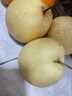 山西平遥冰糖酥梨 助农新鲜水果 出口级高原贡梨 皮薄肉厚汁水多 实惠中果带箱10斤（约18-22粒） 实拍图