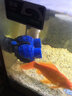 森森（SUNSUN）鱼缸冲浪泵水族箱造浪泵横流造流泵 升级款蓝色双头 12W 适合1-1.5米缸 实拍图