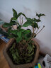 桂花树苗桂花苗盆栽金桂四季桂室内外浓香型阳台花卉绿植庭院盆景植物 四季桂【四季开花浓香】 3年苗【当年开花】 实拍图