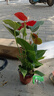 格调生活鸿运当头红掌盆栽绿植花卉室内客厅水培好养白掌一帆风顺四季开花 （2-3朵花）大号红掌原盆 含盆 实拍图