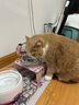 克劳德医生德国进口猫罐头猫咪主食罐成猫罐 随机200g*6罐 实拍图