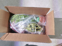 云峰海瑞水草活体懒人草鱼缸造景活体水草套餐鱼缸水草有茎类中后景真水草 【好养易活】温蒂椒草净水石1份 实拍图