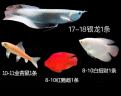 乐淘逸宠银龙鱼活体大中型热带观赏鱼鱼缸宠物淡水风水鱼发财鱼金龙鱼 28-30cm银龙1条发顺丰 实拍图