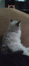 hoopet逗猫棒激光笔图案猫玩具解闷USB充电红外线猫爪逗猫神器猫藓灯 激光笔红灯图案+木天蓼玲珑球 实拍图
