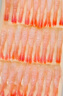 美加佳加拿大去壳北极甜虾70g 27尾 甜虾虾仁 解冻即食日料刺身 实拍图