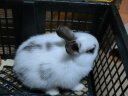 朗缤 兔子活体宠物兔活体新西兰肉兔公主兔小白荷兰侏儒活物兔子宠物 灰花公主兔1只 实拍图