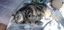 汤恩贝（TEB）猫粮K系列K2K5K7K8幼猫成猫全猫通用1.8kg/10kg增肥 BK8-10kg全期挑嘴牛油果 实拍图