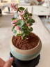 开时果 金枝玉叶盆栽多肉植物盆景 办公室内桌面花卉小绿植源头直发包邮 【丛生款】哥窑冰裂盆+苔藓+底托 实拍图