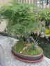瀚林怡景（HANLINYIJING）文竹盆栽山水盆景植物室内客厅桌面办公室绿植花卉云竹四季常青 文竹-紫砂盆-凉亭 实拍图