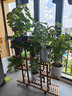 花憩小筑  花架实木花架子阳台落地式吊兰绿萝盆栽植物架现代简约客厅多层 蒸蒸日上升级款/带卡扣轮子护栏 实拍图