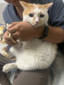 HELLOJOY猫咪指甲剪专用小盲剪狗狗指甲钳小猫指甲钳圆孔新手防抓防咬 实拍图