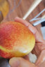 京鲜生 油桃 鲜桃子1.5kg装 单果60-80g  生鲜时令水果  实拍图