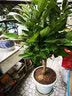 瑰玮送货上门辫子发财树大型绿植室内花卉家居盆栽办公室客厅开业乔迁 平安树约1-1.2米 不含盆 实拍图