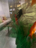 森森（SUNSUN）鱼缸增氧泵水族箱氧气泵家用小型充氧泵 5W双孔+100mm单细化套餐【气泡更细腻】 实拍图