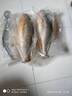 溪南海 霞浦海鲜黄花鱼海鱼生鲜大小黄鱼1-5斤东海新鲜冷冻多规格可选 特大黄鱼3条装（1.2一1.4斤/条） 实拍图