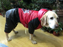 楚克奇（CHUKCHI）大狗衣服冬装加厚棉衣四腿大型犬连帽宠物服装金毛边境德牧萨摩 橙色 30#背65cm胸85-90cm颈50cm 实拍图