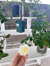 爱丽思（IRIS）花架三层塑料露台台阶花盆架子园艺用品阳台种菜盆支架花架落地式 FS-760灰三层宽75*高60*进深54 实拍图