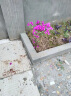泰西丝三角梅盆栽花卉观花植物树苗 紫色三角梅地径2cm粗 （不含盆） 晒单实拍图