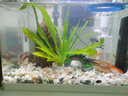 佳璐（jialu）超白水草鱼缸免换水族箱懒人生态鱼缸小型水族箱 38cm长 水草超白缸 灯 过滤器（含底沙） 实拍图