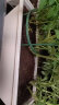 漫生活进口种菜专用土50L种植营养土(带种子/肥料/地垫)种菜西红柿黄瓜 实拍图