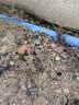 清韵伊人 木香花树苗爬藤开花红黄白特大苗耐寒盆栽地栽爬墙花卉蔷薇 黄木香 中苗50-70厘米高 不含盆 实拍图