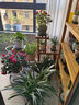 华观家居（Home Giving Furniture）多层实木花架阳台置物架室内花架子客厅落地式多肉绿萝花盆植物架 B款碳色带轮 实拍图