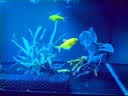 异景园鱼缸水族箱造景水榕沉木活体水草淡水无土植物后景真水草净水增氧 细叶铁皇冠(小) 实拍图