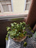 意轩100棵装铜钱草水培植物办公室客厅桌面盆栽金钱草花卉室内水养 实拍图